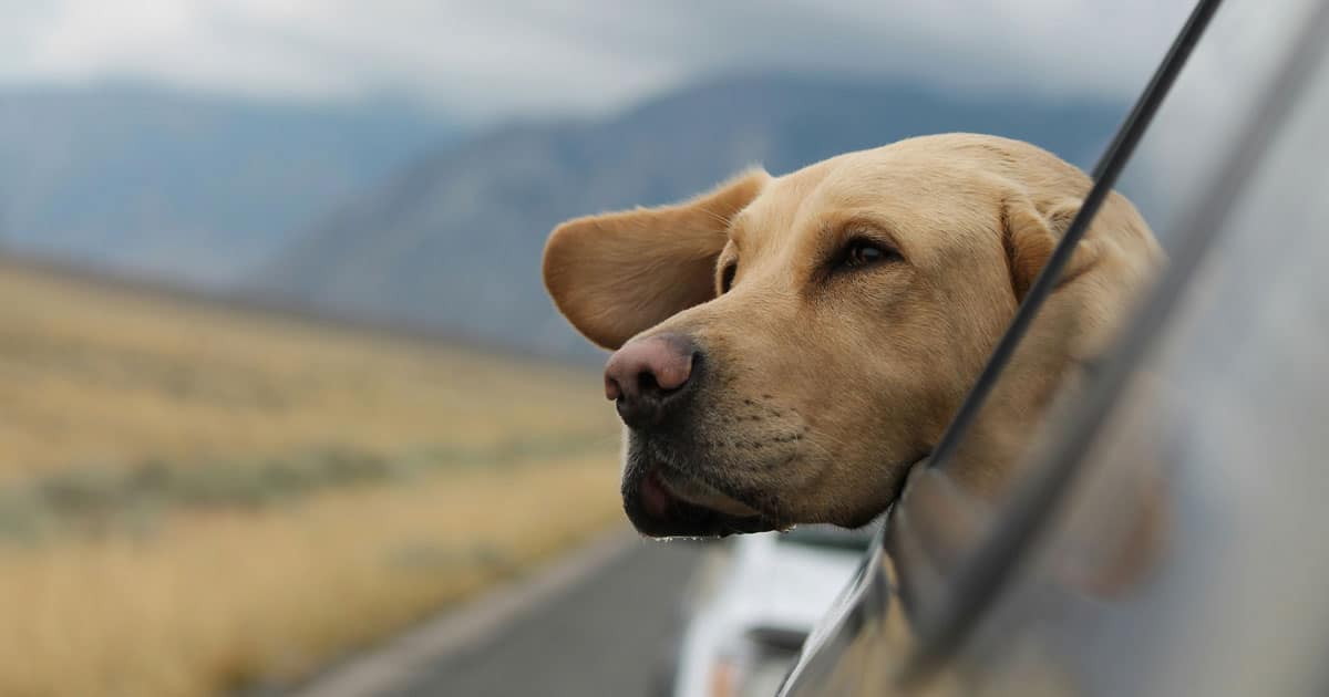 Traveling with your pets